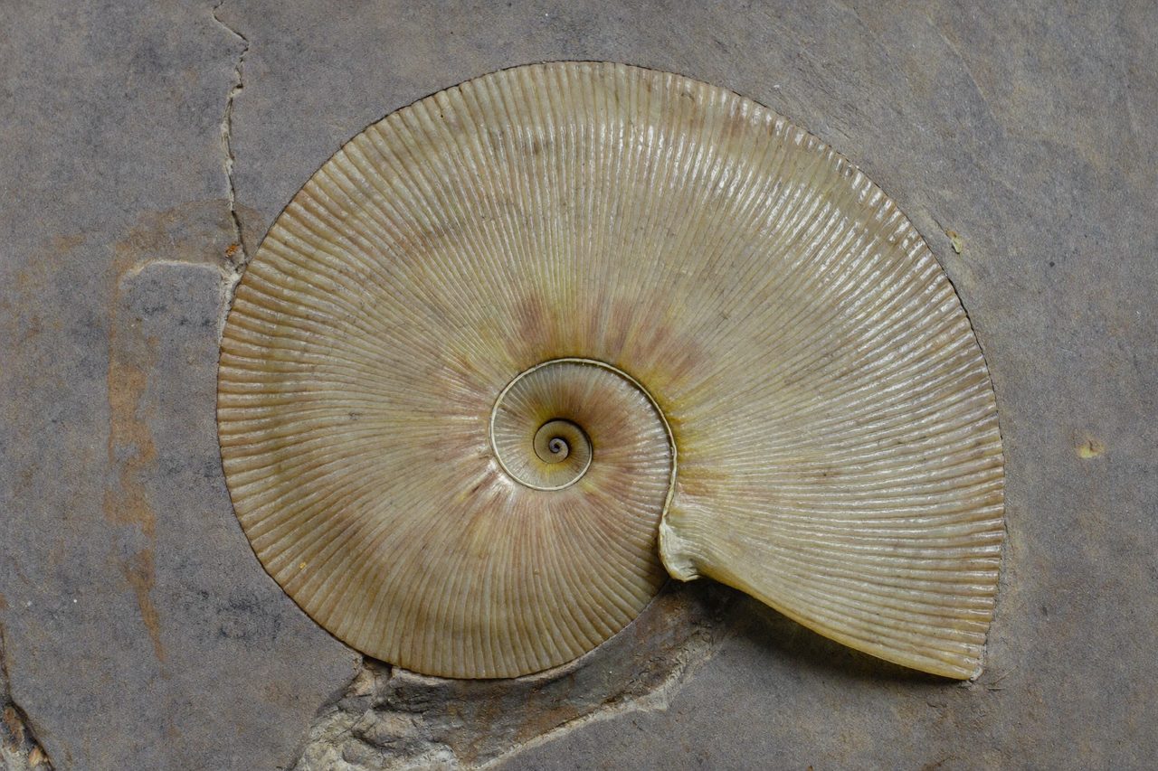Fossil: Ammonit