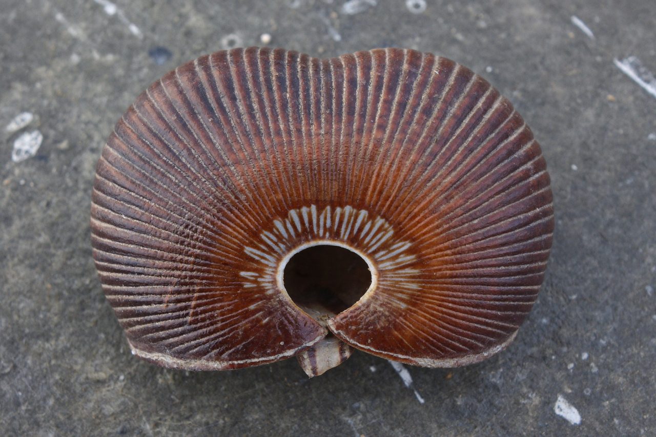 Fossil: Brachiopode