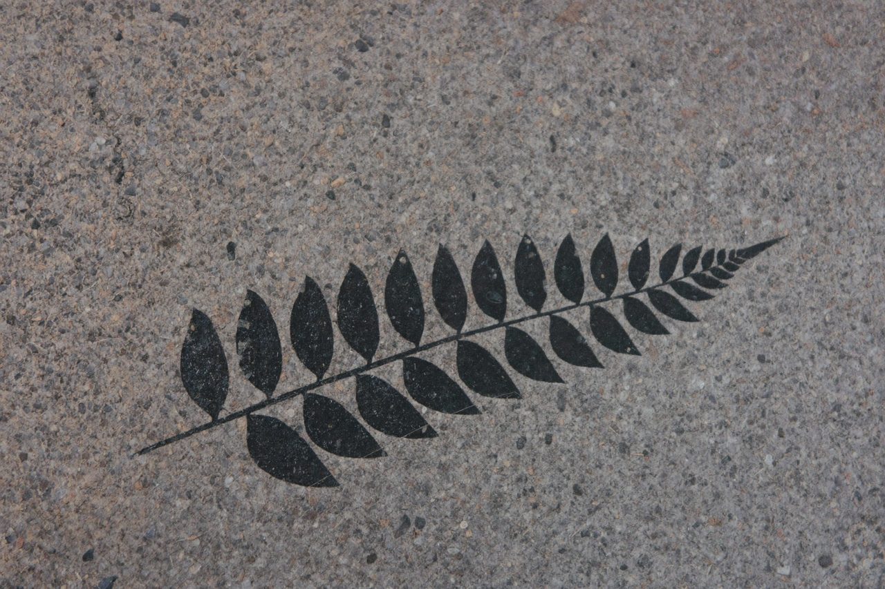 Fossil: Pflanze und Farn