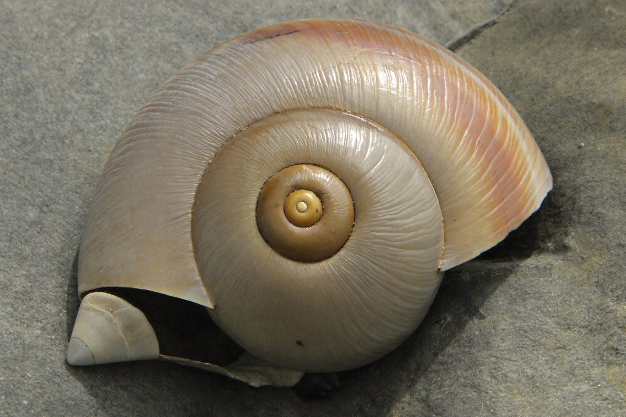 Fossil: Schnecke