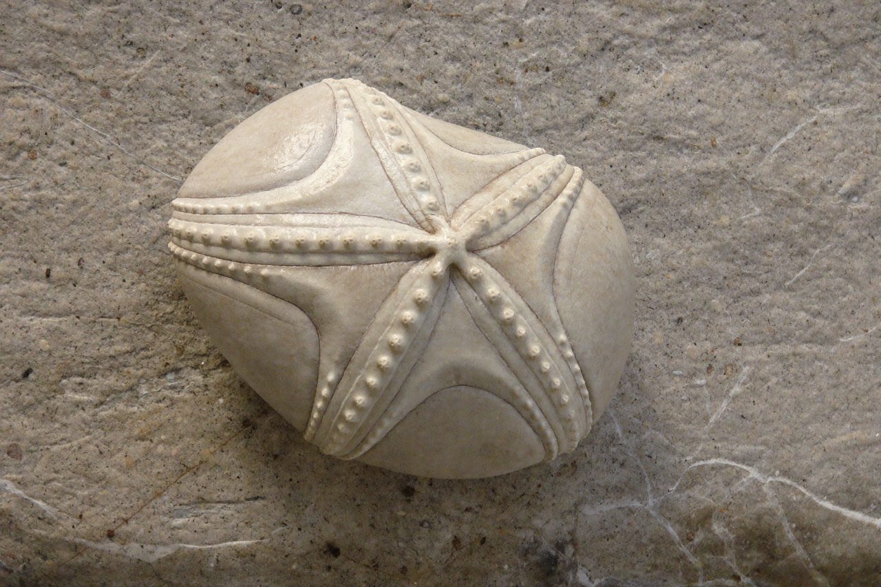 Fossil: Seeigel