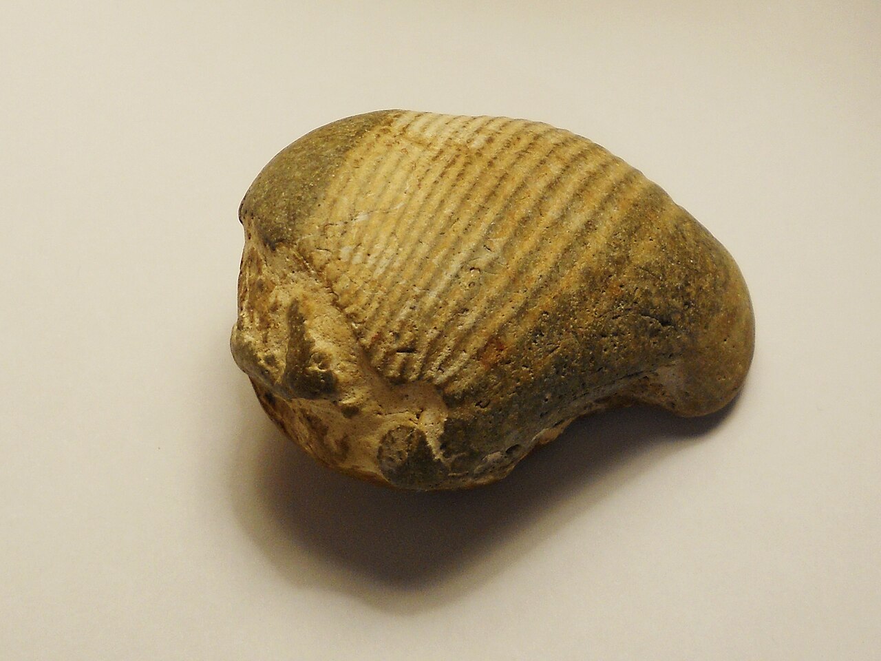 Fossilien bestimmen
