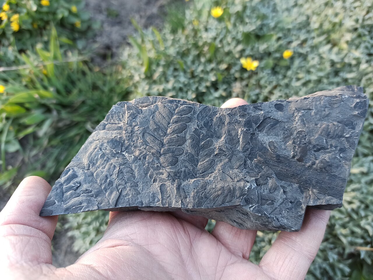 Fossilien im Ruhrgebiet